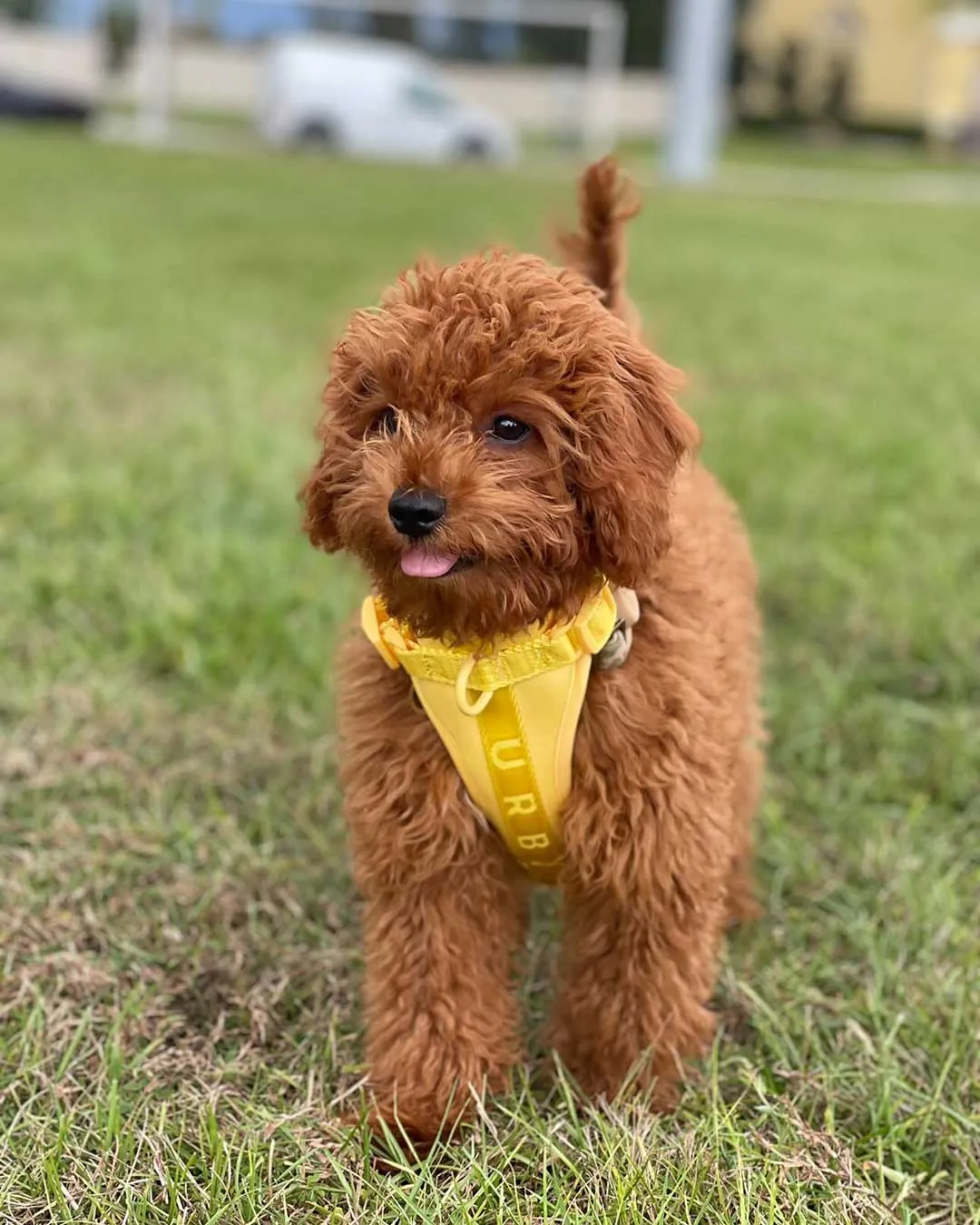 Bolt Yellow Vest Dog Harness