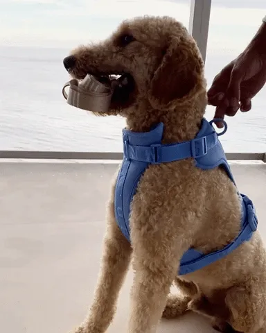 Cobalt Vest Dog Harness