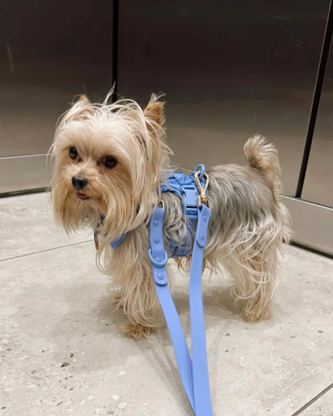 Cobalt Vest Dog Harness