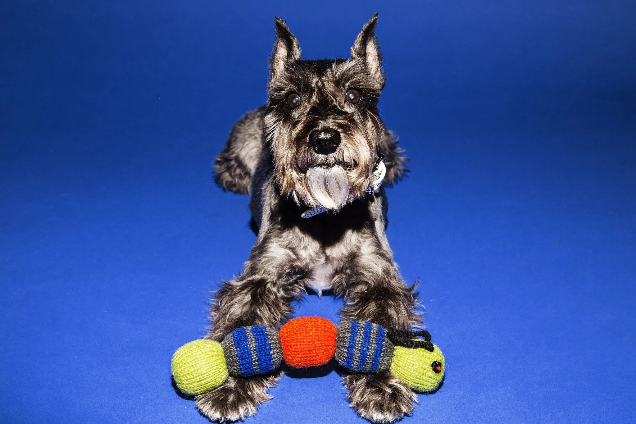 Dog Toy: Hand Knitted Caterpillar